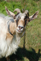 Portrait of a gray goat close-up full face.
