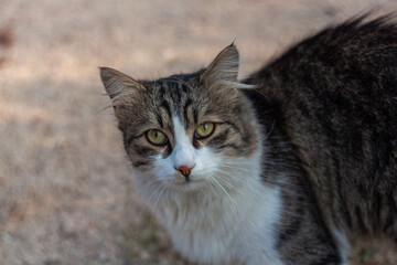 Portrait of tabby cat, cat posing for camera, street cat, stray cat.