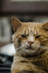 Portrait of tabby cat, cat posing for camera, street cat, stray cat.