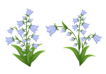Bluebell flowers set. Floral plants with blue blooms. Botanical vector illustration isolated on white background. - obrazy, fototapety, plakaty
