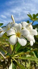 white frangipani flower