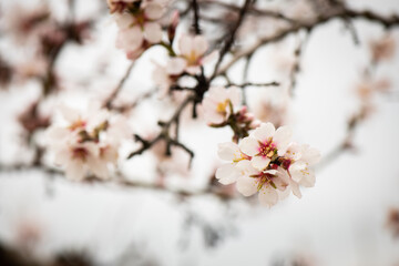 Almendros, almendra, floración, brotes, flor