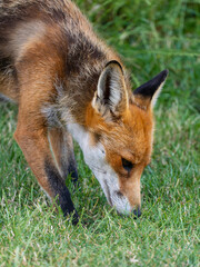Red Fox. Vulpes vulpes. 