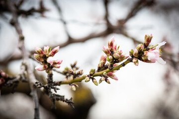 Almendros, almendra, floración, brotes, flor