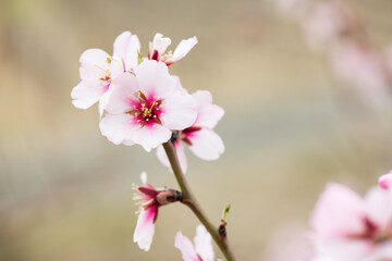 Almendros, almendra, floración, brotes, flor