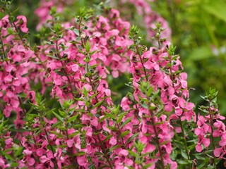 ピンクの花　アンゲロニア