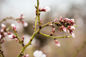 Almendros, almendra, floración, brotes, flor
