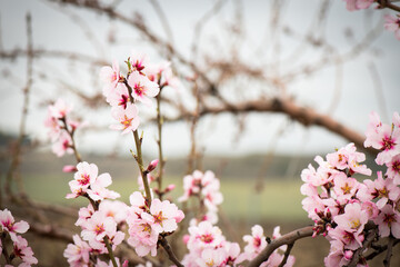 Almendros, almendra, floración, brotes, flor