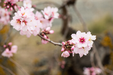 Almendros, almendra, floración, brotes, flor