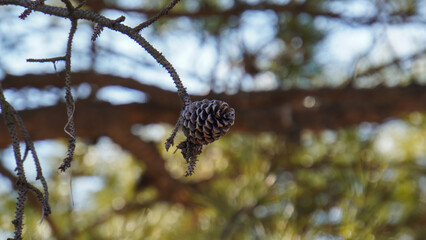 close-up of Dry pinecones on a tree with defocused background