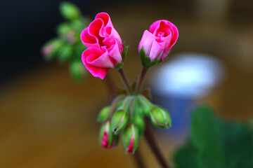 Fototapeta na wymiar Fresh pink rose shot isolated in garden. Freshness of small pink roses.