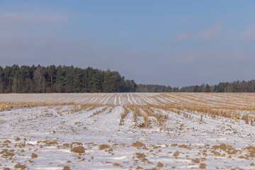 Dry , sharp stubble from the harvested corn crop