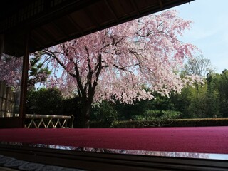京都　桜が満開の正法寺庭園の風景