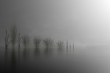 black and white image of plant lined up on the water of a lake in the mist. 3d render
