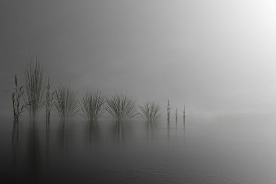 black and white image of plant lined up on the water of a lake in the mist. 3d render