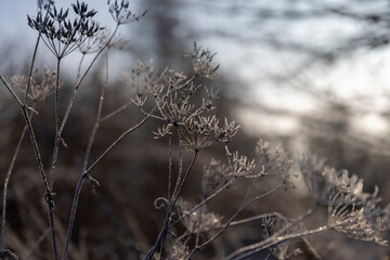 plants in the winter season covered with white cold snow