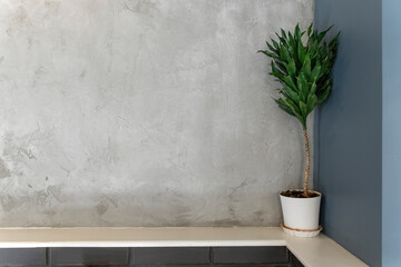 Green houseplant in white pot in the corner, against gray concrete wall. Copy space with table. Space for your text.