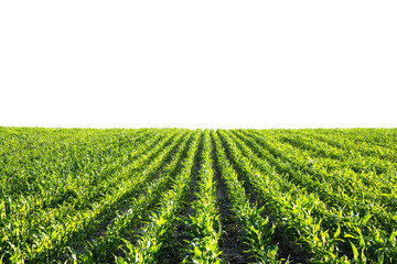 Green corn rows and waves of the agricultural fields of Ukraine isolated on white. Agricultural...