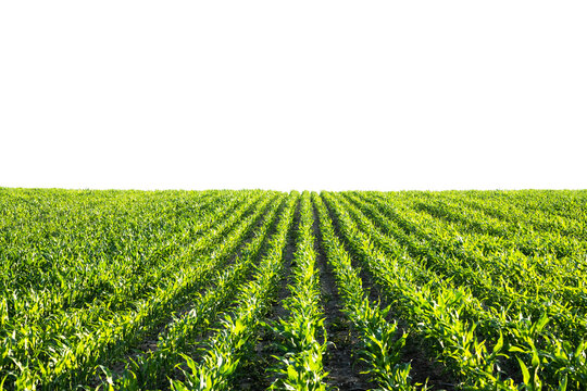 Green corn rows and waves of the agricultural fields of Ukraine isolated on white. Agricultural background