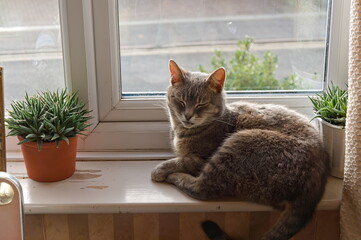 cat sitting on window sill