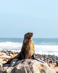 Fur seal enjoy the heat of the sun at the Cape Cross seal colony in Namibia, Africa. Wildlife photography