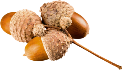 Twig with Acorns - Isolated