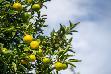 秋空に収穫時期を迎えた庭のミカン