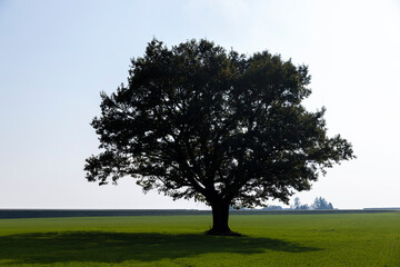 Changes in oak foliage in early autumn