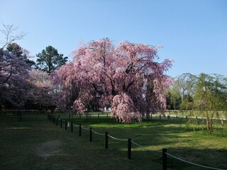 上賀茂神社で撮った満開の桜