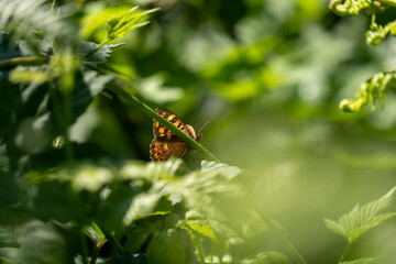 Close-up of a butterfly pollinating a flower on a sunny day.