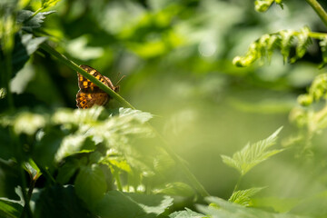 Close-up of a butterfly pollinating a flower on a sunny day.