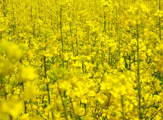 一面の菜の花畑