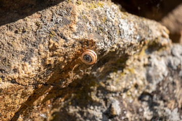 Shell of a snail stuck to a stone.