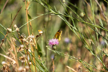 Close-up of a butterfly pollinating a flower on a sunny day.