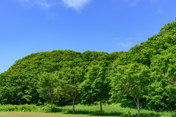 道東厚岸の別寒辺牛（べかんべうし）湿原
