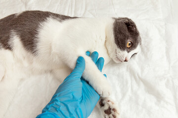Veterinarian examining cute cat in clinic. vaccination in veterinarian animal clinic. Health care domestic animal.
