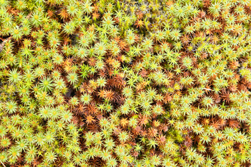Wet Moss Plantago subulata background texture