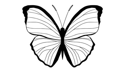 Silhouette of butterfly, flying insect.