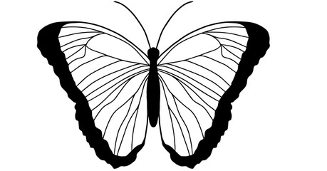 Silhouette of butterfly, flying insect.