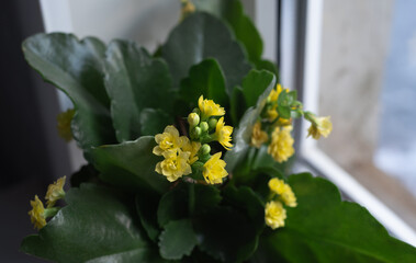 Yellow kalanchoe on the windowsill of the house. Houseplant care
