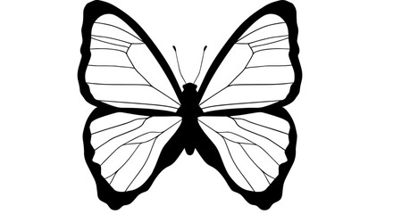 Silhouette of butterfly, flying insect.