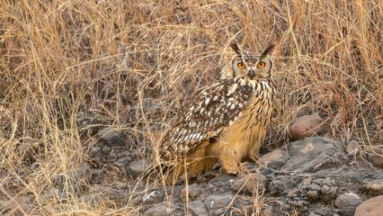 The Eurasian eagle-owl (Bubo bubo)