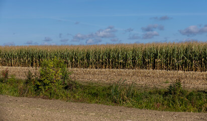 Fototapeta na wymiar Ripe corn in the field in the summer