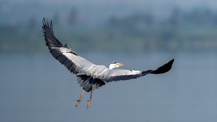 Fototapeta na wymiar The grey heron (Ardea cinerea) 