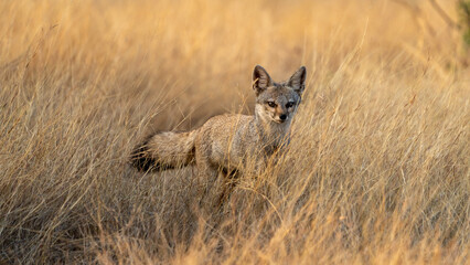 The Bengal fox or Indian fox (Vulpes bengalensis)	