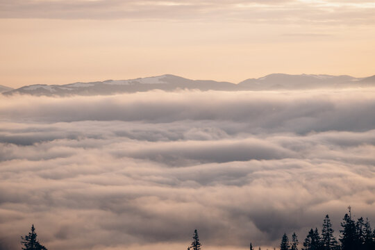 Dragobrat, Ukraine mountain landscape with fog and fir trees. © Alexey