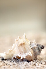 Sea shells at the beach soft focus blurred background for copy space, Summer nature concept, tropical sand colors