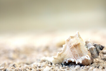 Obraz na płótnie Canvas Sea shells at the beach soft focus blurred background for copy space, Summer nature concept, tropical sand colors