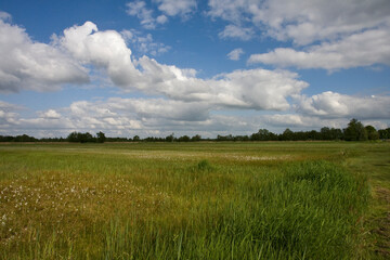 Fototapeta premium Weeribben