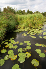 Weerribben, Overijssel, Netherlands